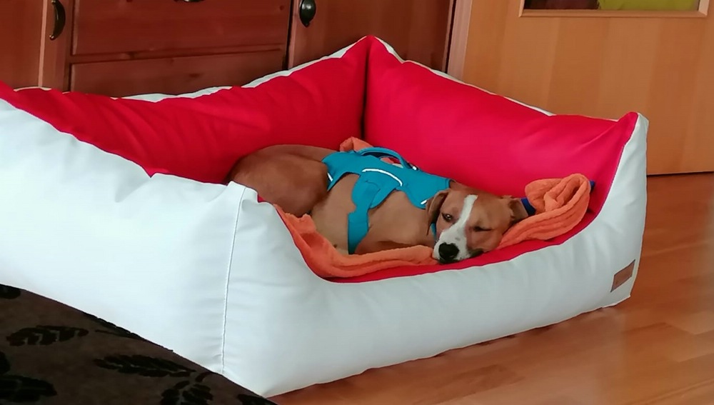 Gina geniesst ihr Hundebett Comfort Kunstleder Gelschaum