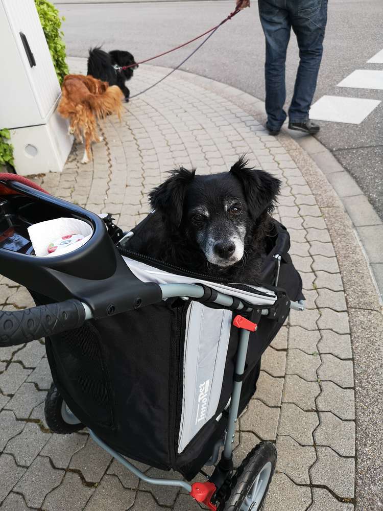 Der erste Ausflug von Trufa mit dem Hundebuggy Comfort EFA